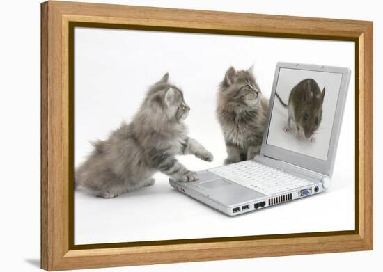 Two Maine Coon Kittens Looking at an Image of a Mouse on a Laptop Computer-Mark Taylor-Framed Premier Image Canvas