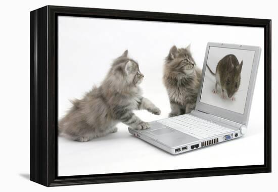 Two Maine Coon Kittens Looking at an Image of a Mouse on a Laptop Computer-Mark Taylor-Framed Premier Image Canvas