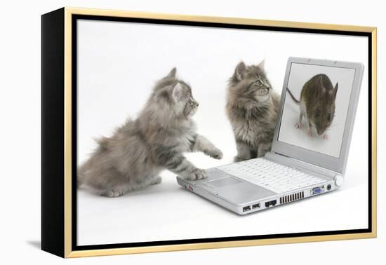 Two Maine Coon Kittens Looking at an Image of a Mouse on a Laptop Computer-Mark Taylor-Framed Premier Image Canvas