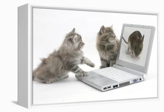 Two Maine Coon Kittens Looking at an Image of a Mouse on a Laptop Computer-Mark Taylor-Framed Premier Image Canvas