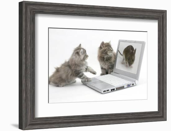 Two Maine Coon Kittens Looking at an Image of a Mouse on a Laptop Computer-Mark Taylor-Framed Photographic Print