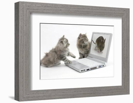 Two Maine Coon Kittens Looking at an Image of a Mouse on a Laptop Computer-Mark Taylor-Framed Photographic Print