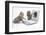 Two Maine Coon Kittens Looking at an Image of a Mouse on a Laptop Computer-Mark Taylor-Framed Photographic Print