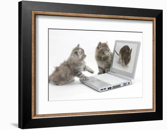 Two Maine Coon Kittens Looking at an Image of a Mouse on a Laptop Computer-Mark Taylor-Framed Photographic Print