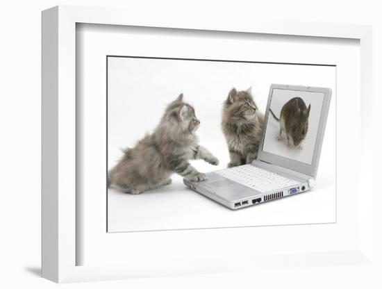 Two Maine Coon Kittens Looking at an Image of a Mouse on a Laptop Computer-Mark Taylor-Framed Photographic Print