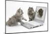 Two Maine Coon Kittens Looking at an Image of a Mouse on a Laptop Computer-Mark Taylor-Mounted Photographic Print