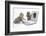 Two Maine Coon Kittens Looking at an Image of a Mouse on a Laptop Computer-Mark Taylor-Framed Photographic Print