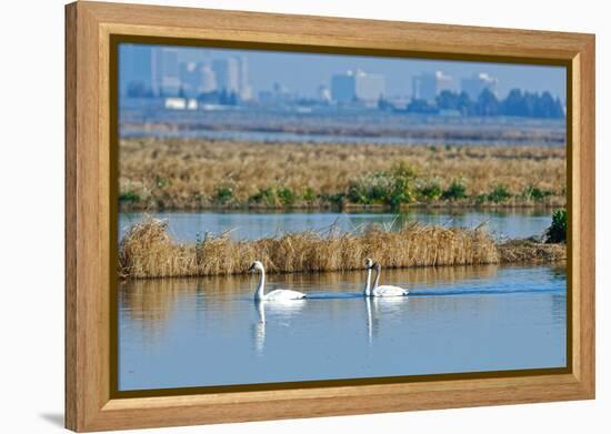 Two Male and One Female Tundra Swans Swimming , the Background-John Alves-Framed Premier Image Canvas