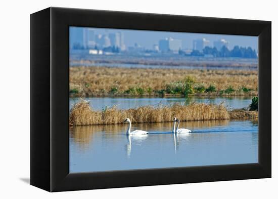 Two Male and One Female Tundra Swans Swimming , the Background-John Alves-Framed Premier Image Canvas