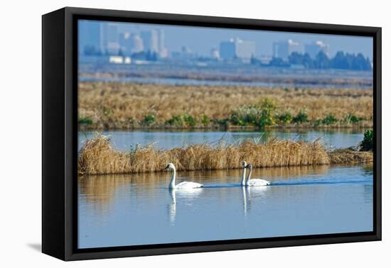 Two Male and One Female Tundra Swans Swimming , the Background-John Alves-Framed Premier Image Canvas
