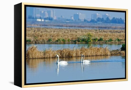 Two Male and One Female Tundra Swans Swimming , the Background-John Alves-Framed Premier Image Canvas