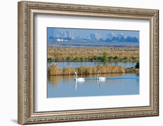 Two Male and One Female Tundra Swans Swimming , the Background-John Alves-Framed Photographic Print