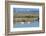 Two Male and One Female Tundra Swans Swimming , the Background-John Alves-Framed Photographic Print