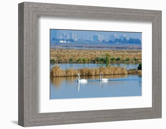 Two Male and One Female Tundra Swans Swimming , the Background-John Alves-Framed Photographic Print