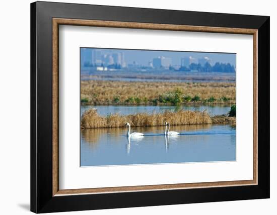 Two Male and One Female Tundra Swans Swimming , the Background-John Alves-Framed Photographic Print