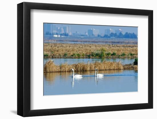Two Male and One Female Tundra Swans Swimming , the Background-John Alves-Framed Photographic Print