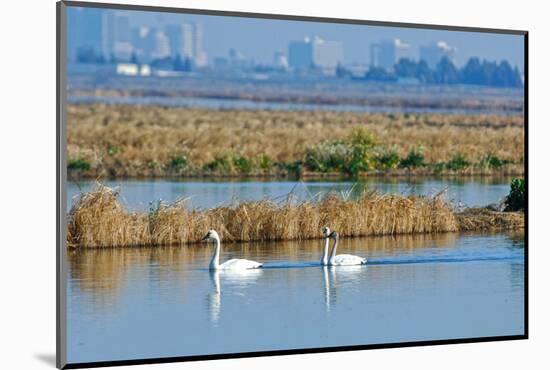 Two Male and One Female Tundra Swans Swimming , the Background-John Alves-Mounted Photographic Print