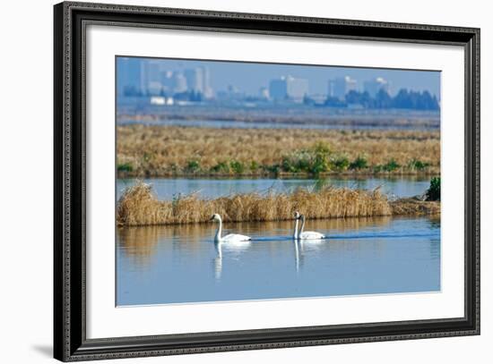 Two Male and One Female Tundra Swans Swimming , the Background-John Alves-Framed Photographic Print