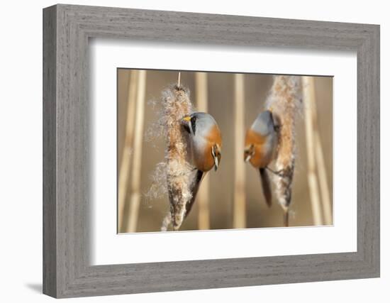 Two Male Bearded Reedling (Panurus Biarmicus) Eating Seeds From A Common Bulrush (Typha Latifolia)-Philippe Clement-Framed Photographic Print