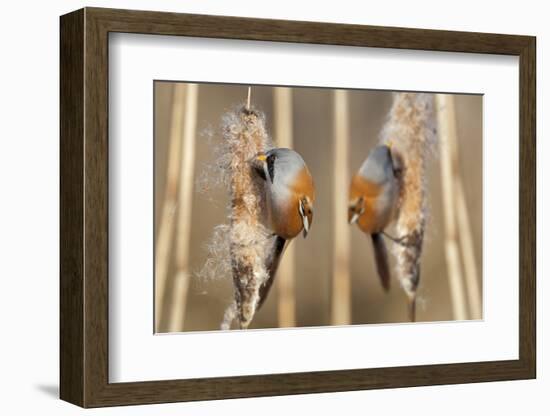 Two Male Bearded Reedling (Panurus Biarmicus) Eating Seeds From A Common Bulrush (Typha Latifolia)-Philippe Clement-Framed Photographic Print