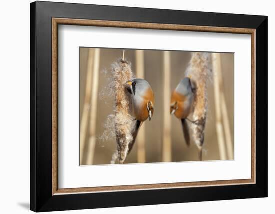 Two Male Bearded Reedling (Panurus Biarmicus) Eating Seeds From A Common Bulrush (Typha Latifolia)-Philippe Clement-Framed Photographic Print