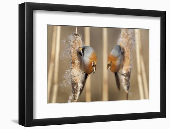 Two Male Bearded Reedling (Panurus Biarmicus) Eating Seeds From A Common Bulrush (Typha Latifolia)-Philippe Clement-Framed Photographic Print