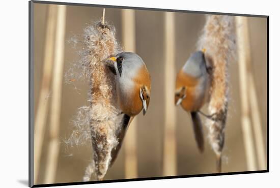 Two Male Bearded Reedling (Panurus Biarmicus) Eating Seeds From A Common Bulrush (Typha Latifolia)-Philippe Clement-Mounted Photographic Print