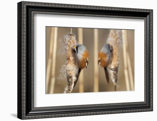 Two Male Bearded Reedling (Panurus Biarmicus) Eating Seeds From A Common Bulrush (Typha Latifolia)-Philippe Clement-Framed Photographic Print