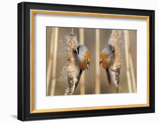 Two Male Bearded Reedling (Panurus Biarmicus) Eating Seeds From A Common Bulrush (Typha Latifolia)-Philippe Clement-Framed Photographic Print