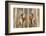 Two Male Bearded Reedling (Panurus Biarmicus) Eating Seeds From A Common Bulrush (Typha Latifolia)-Philippe Clement-Framed Photographic Print