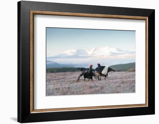 Two male Black grouse fighting for territory on lek, Scotland-null-Framed Photographic Print