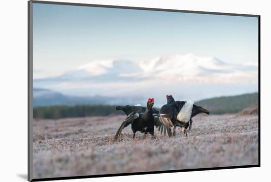 Two male Black grouse fighting for territory on lek, Scotland-null-Mounted Photographic Print