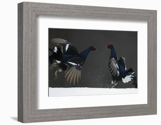 Two Male Black Grouse (Tetrao - Lyrurus Tetrix) Fighting, Kuusamo, Finland, April-Markus Varesvuo-Framed Photographic Print