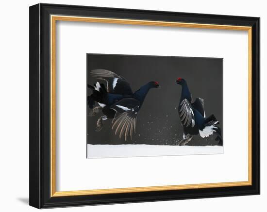 Two Male Black Grouse (Tetrao - Lyrurus Tetrix) Fighting, Kuusamo, Finland, April-Markus Varesvuo-Framed Photographic Print