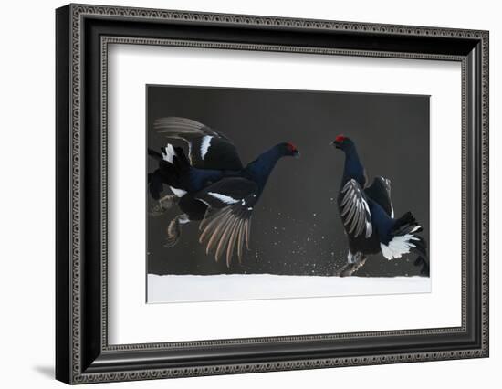 Two Male Black Grouse (Tetrao - Lyrurus Tetrix) Fighting, Kuusamo, Finland, April-Markus Varesvuo-Framed Photographic Print