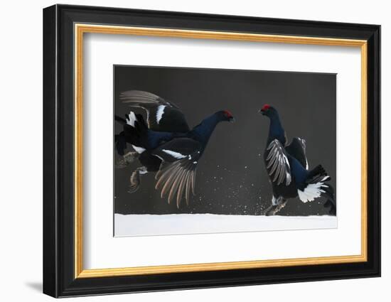 Two Male Black Grouse (Tetrao - Lyrurus Tetrix) Fighting, Kuusamo, Finland, April-Markus Varesvuo-Framed Photographic Print