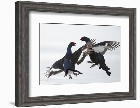 Two Male Black Grouse (Tetrao - Lyrurus Tetrix) Fighting, Utajarvi, Finland, April-Markus Varesvuo-Framed Photographic Print