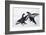 Two Male Black Grouse (Tetrao - Lyrurus Tetrix) Fighting, Utajarvi, Finland, April-Markus Varesvuo-Framed Photographic Print