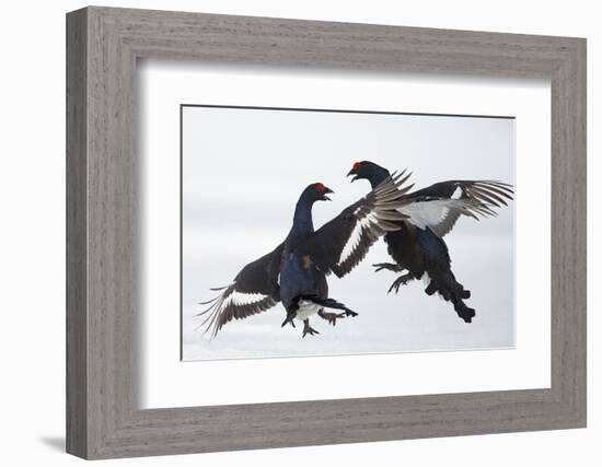 Two Male Black Grouse (Tetrao - Lyrurus Tetrix) Fighting, Utajarvi, Finland, April-Markus Varesvuo-Framed Photographic Print