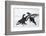 Two Male Black Grouse (Tetrao - Lyrurus Tetrix) Fighting, Utajarvi, Finland, April-Markus Varesvuo-Framed Photographic Print