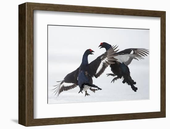 Two Male Black Grouse (Tetrao - Lyrurus Tetrix) Fighting, Utajarvi, Finland, April-Markus Varesvuo-Framed Photographic Print