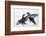 Two Male Black Grouse (Tetrao - Lyrurus Tetrix) Fighting, Utajarvi, Finland, April-Markus Varesvuo-Framed Photographic Print