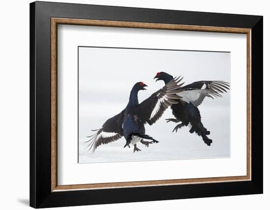 Two Male Black Grouse (Tetrao - Lyrurus Tetrix) Fighting, Utajarvi, Finland, April-Markus Varesvuo-Framed Photographic Print