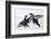 Two Male Black Grouse (Tetrao - Lyrurus Tetrix) Fighting, Utajarvi, Finland, April-Markus Varesvuo-Framed Photographic Print