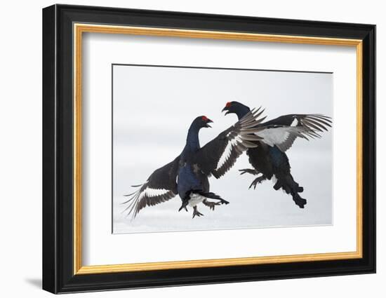 Two Male Black Grouse (Tetrao - Lyrurus Tetrix) Fighting, Utajarvi, Finland, April-Markus Varesvuo-Framed Photographic Print