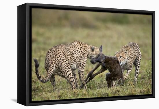 Two Male Cheetah (Acinonyx Jubatus) Killing a New Born Blue Wildebeest (Brindled Gnu) Calf-James Hager-Framed Premier Image Canvas