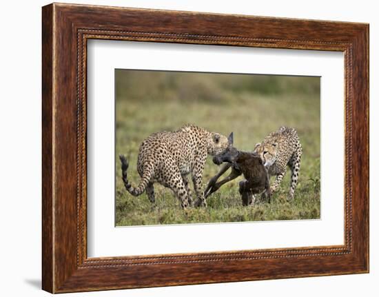 Two Male Cheetah (Acinonyx Jubatus) Killing a New Born Blue Wildebeest (Brindled Gnu) Calf-James Hager-Framed Photographic Print