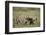 Two Male Cheetah (Acinonyx Jubatus) Killing a New Born Blue Wildebeest (Brindled Gnu) Calf-James Hager-Framed Photographic Print