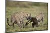 Two Male Cheetah (Acinonyx Jubatus) Killing a New Born Blue Wildebeest (Brindled Gnu) Calf-James Hager-Mounted Photographic Print