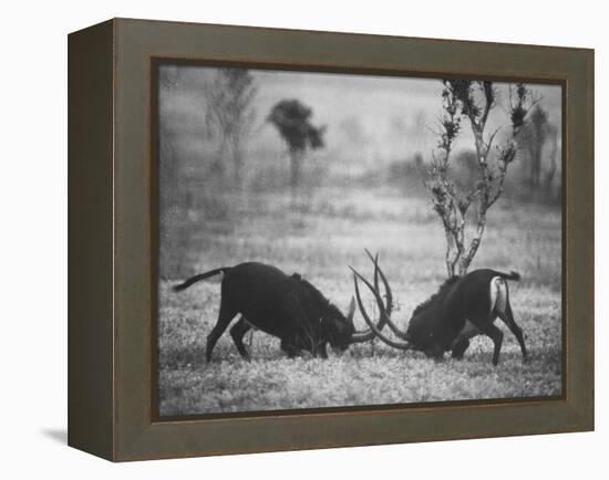 Two Male Giant Sable Antelopes in Combat on Luanda Game Reserve-Carlo Bavagnoli-Framed Premier Image Canvas